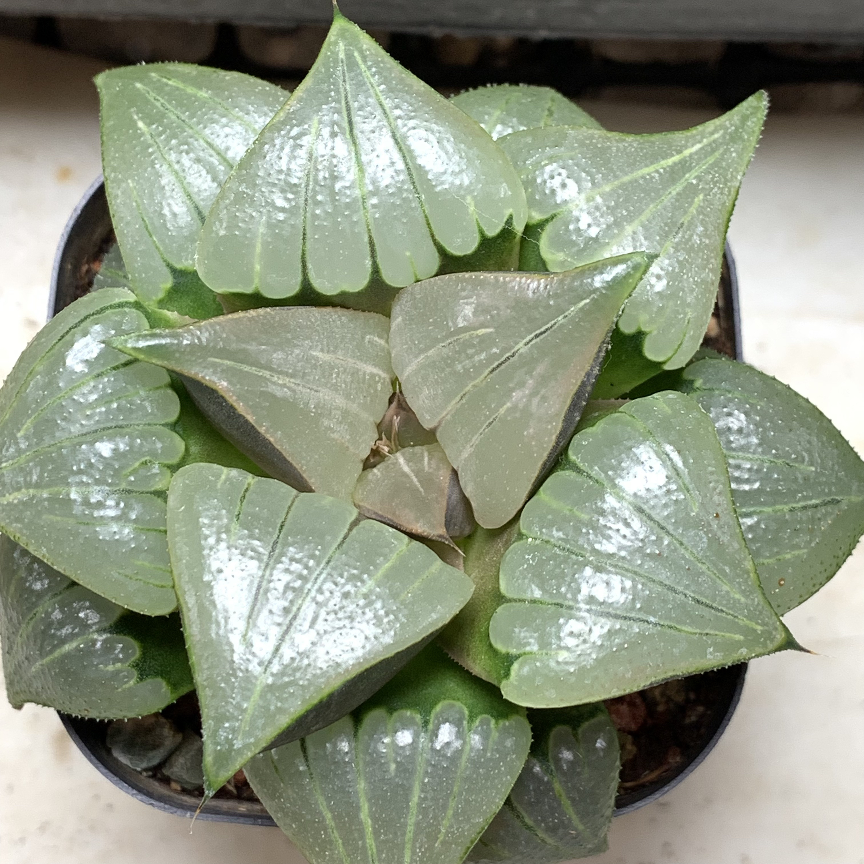 媚凤寿瓦苇十二卷多肉植物精品盆栽带盆发货