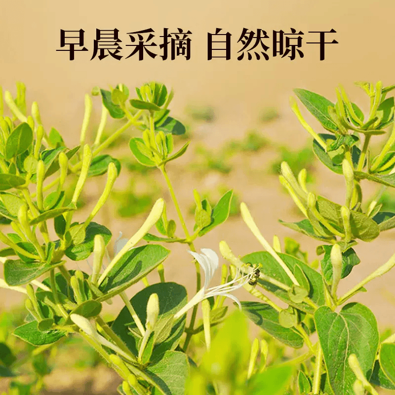 干金银花头茬精选耐泡无硫化茶正品40g手工采摘清香