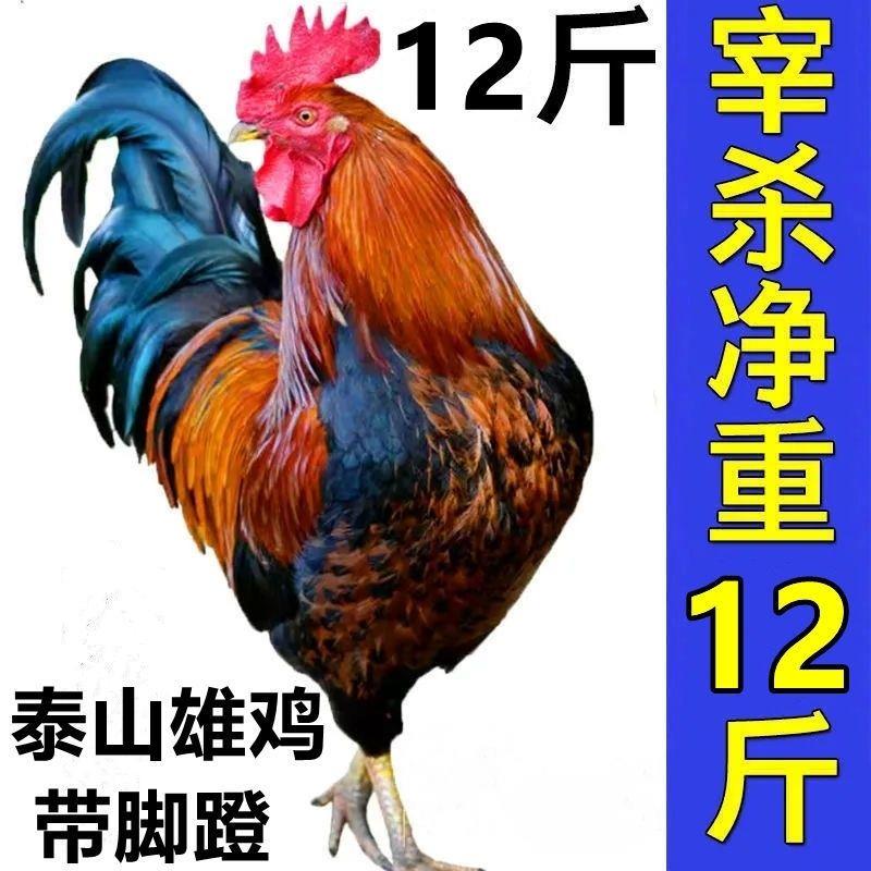 【两年老公鸡】正宗散养大公鸡土鸡笨公鸡活鸡现杀新鲜鸡肉整只