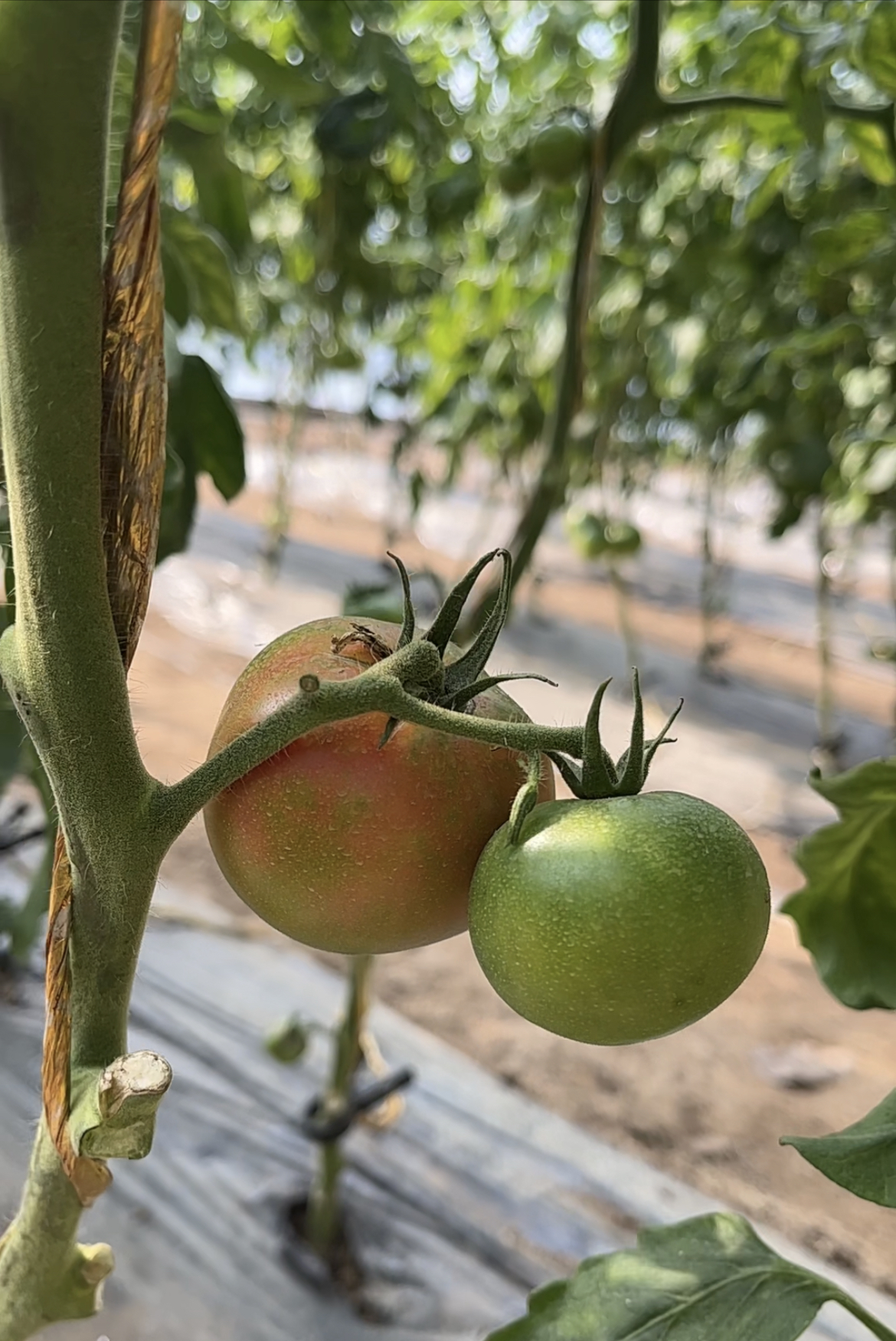 北京密云本地铁皮西红柿