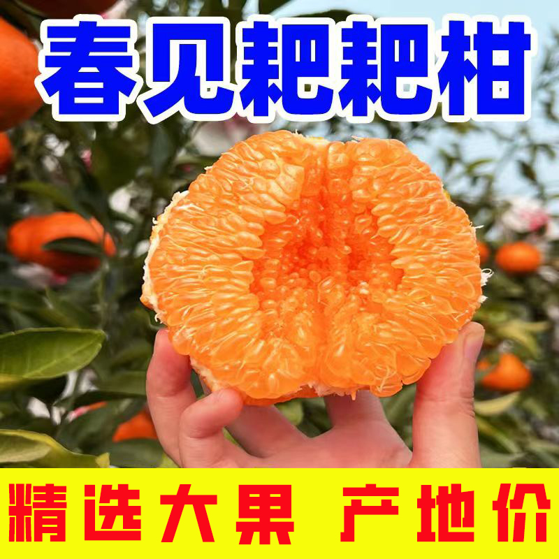 【春见耙耙柑】甜蜜爆汁清甜爽口非丑橘砂糖不知火细腻