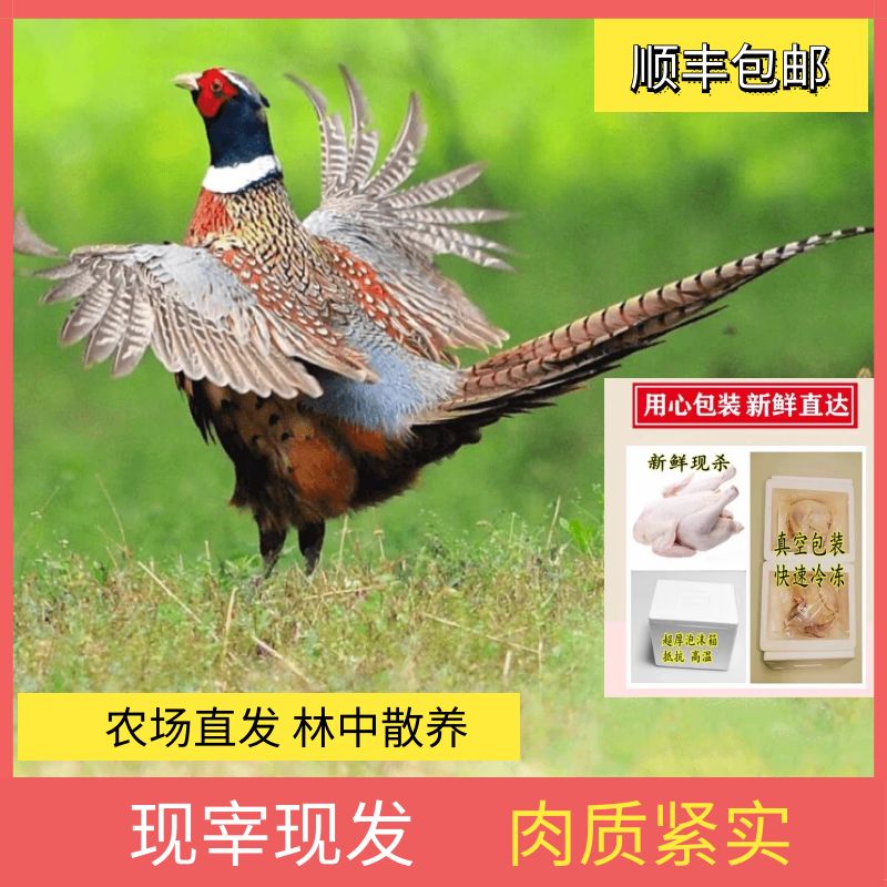 【顺丰冷链现宰现发】七彩野山鸡 新鲜老山鸡 母2斤公2斤跑山溜达鸡