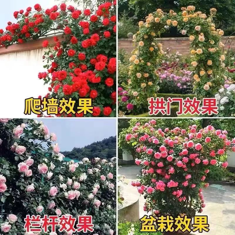 春霏阁爬藤月季开花藤本爬藤庭院四季大花香型淡香粉龙蒂娜