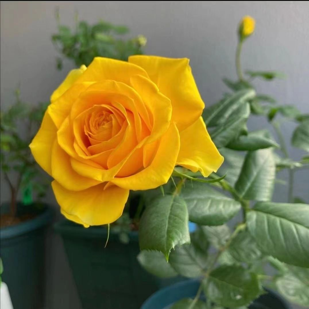春霏阁《黄油》玫瑰高脚杯大切花