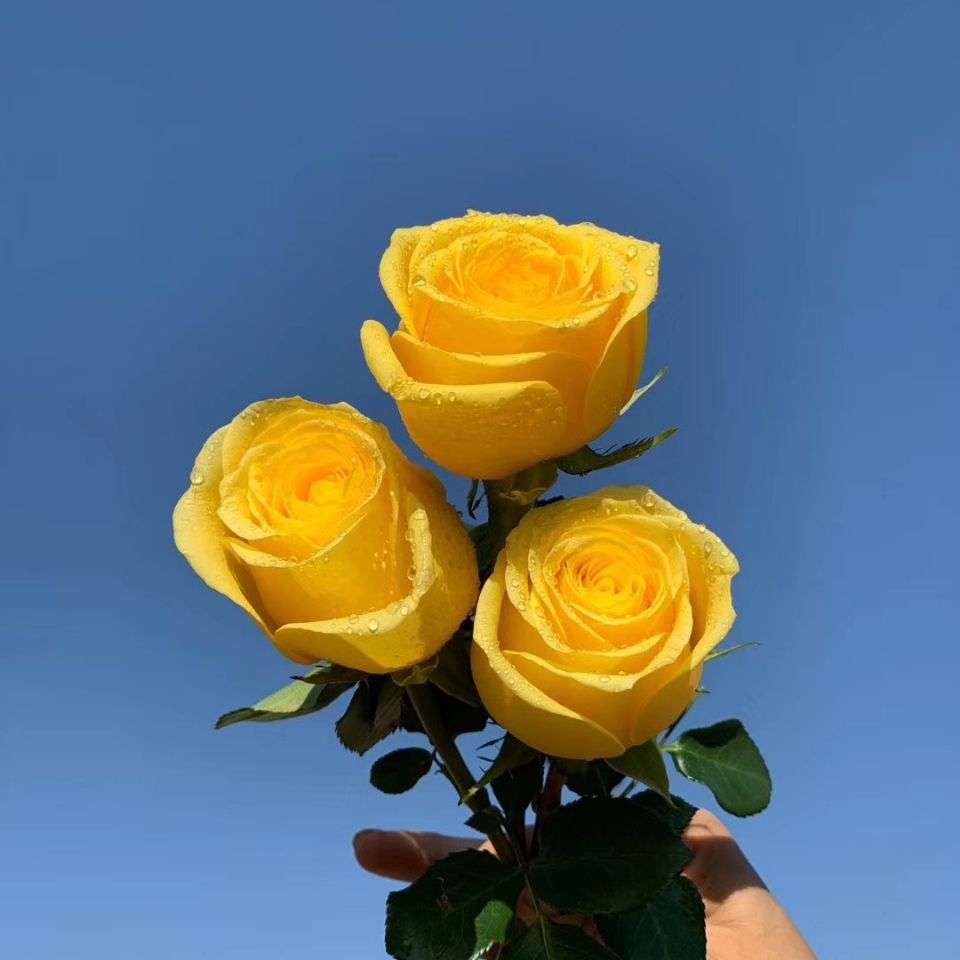 春霏阁（金枝玉叶）切花月季黄色大花直立月季苗