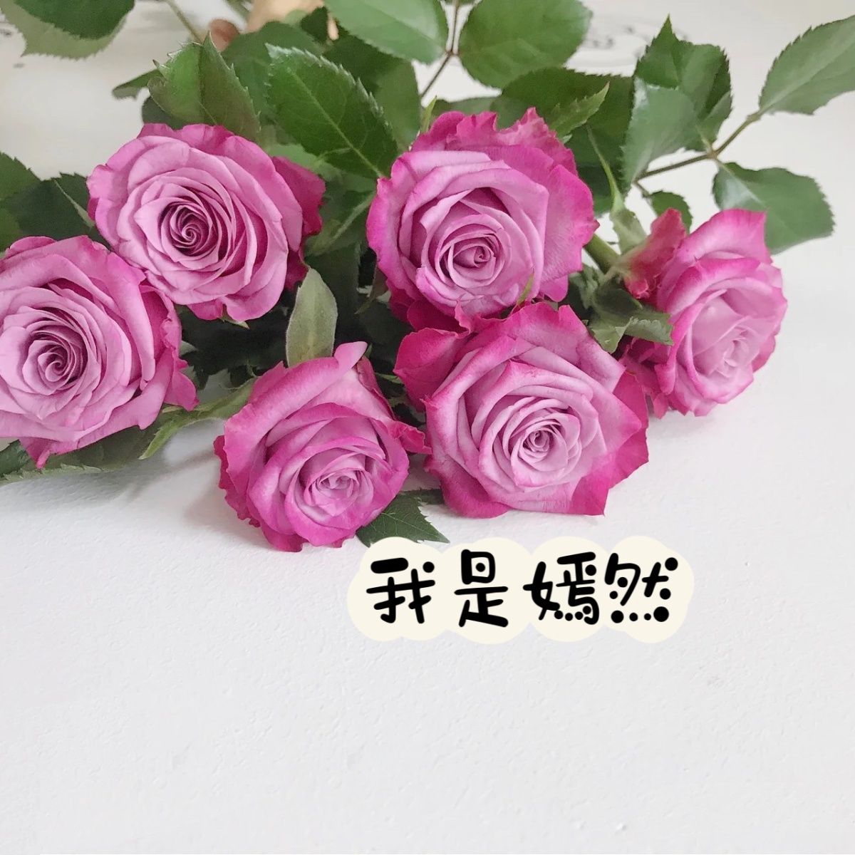 春霏阁（嫣然）玫瑰,紫色鲜花月季中苗