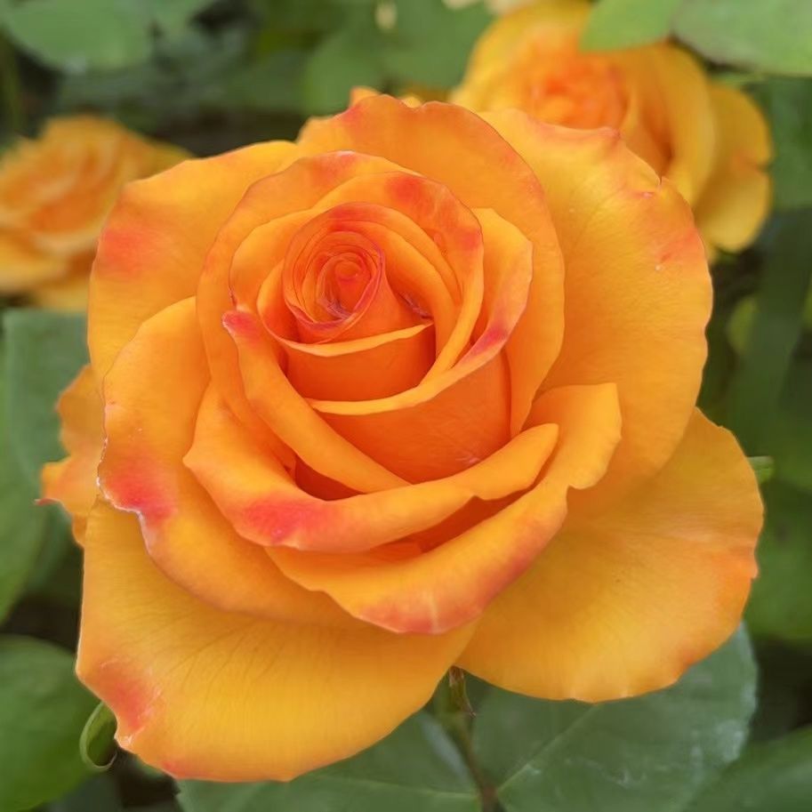 春霏阁（辉煌）玫瑰切花月季