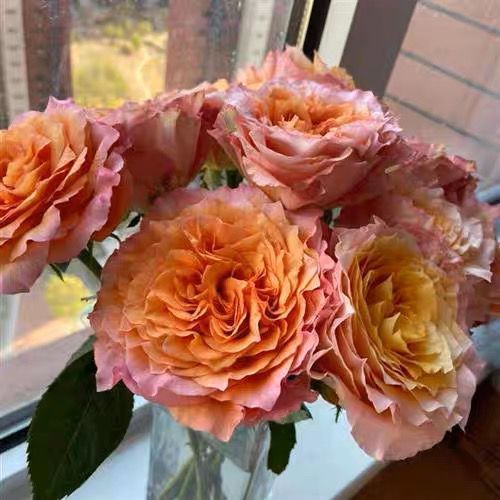 春霏阁（火灵鸟）波浪边锯齿边切花月季玫瑰