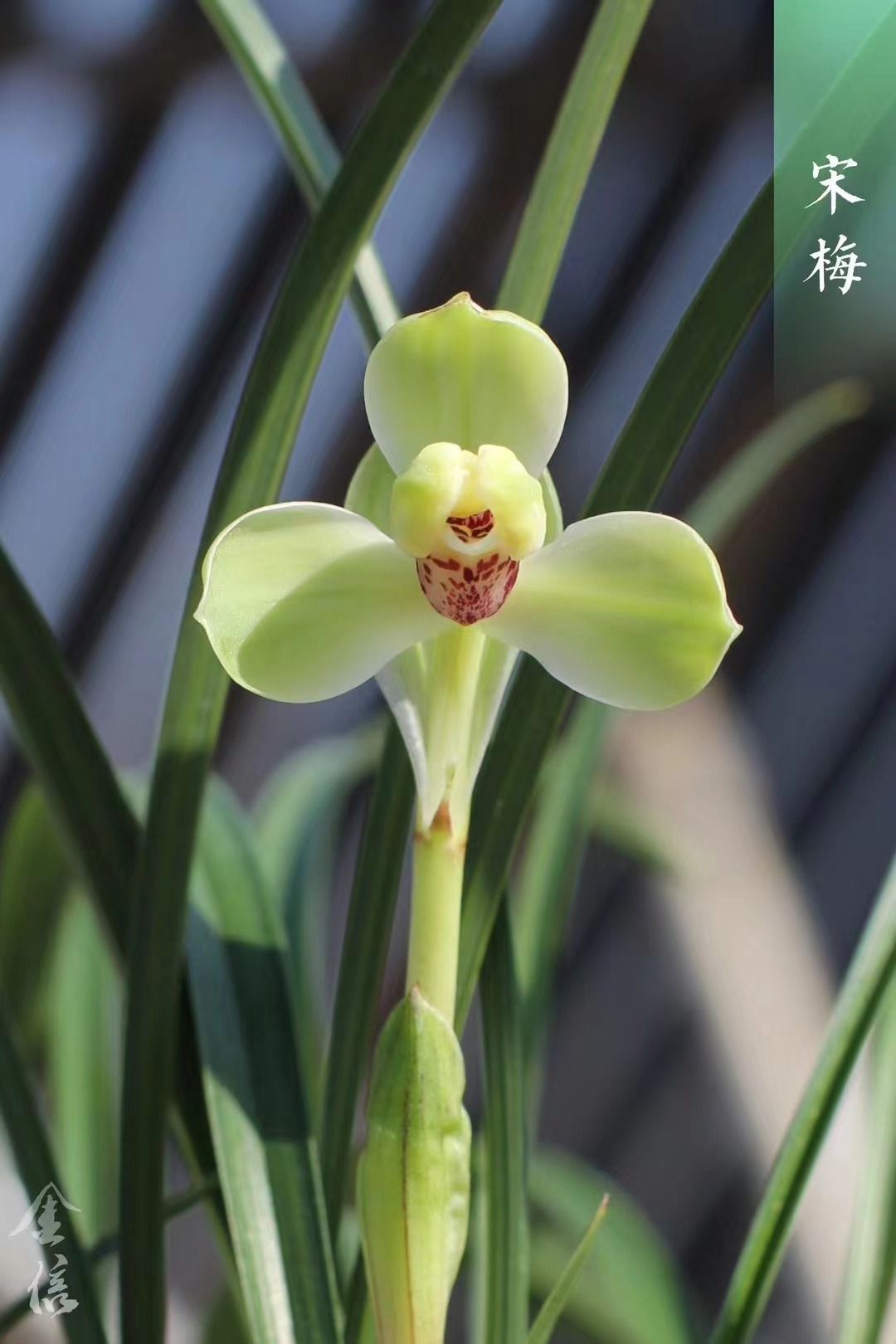 兰花付米专属链接（600-1000）