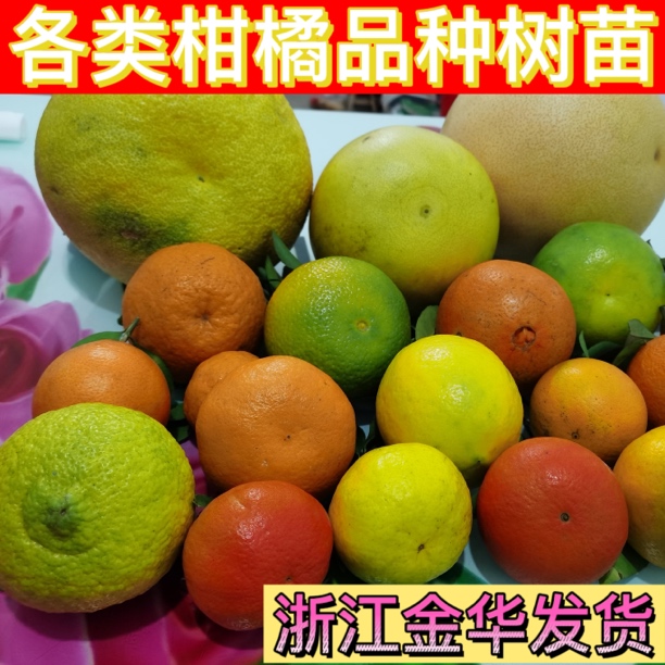 柑橘果苗各类品种红美人沃柑阿蜜达春见蜜桔由良黄金贡柚砂糖桔