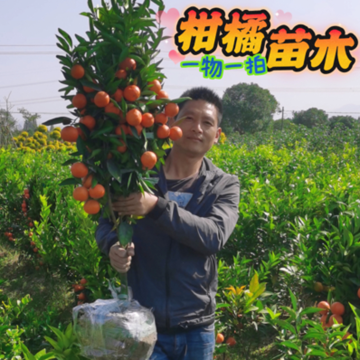 柑橘树直播间一物一拍扣收货人手机号后4位建议掉果勿拍