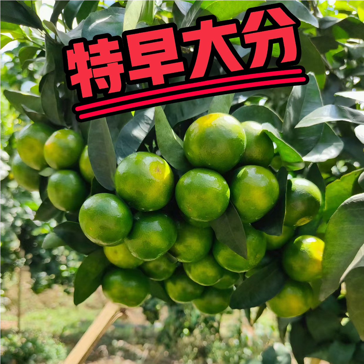 新品种带果大分蜜桔树苗黄岩蜜桔纯甜橘子树树苗南方种植果树果苗