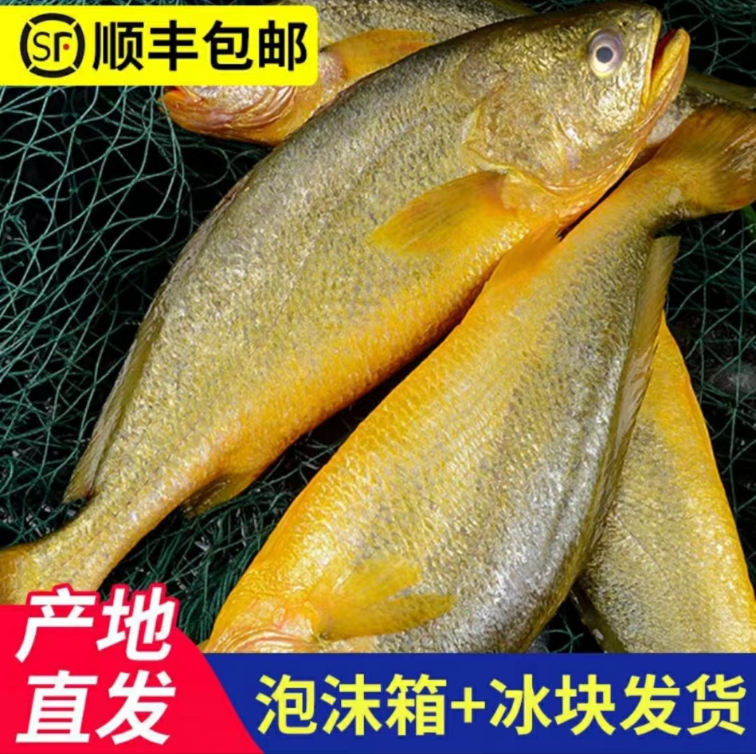 【花】新鲜大黄花鱼 每条8-9两 肉多刺少 拍4发5条 速冻 顺丰发货