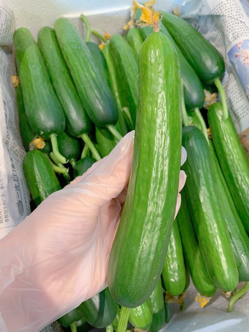 【炮哥甄选】水果黄瓜1箱（毛重2.5斤左右）