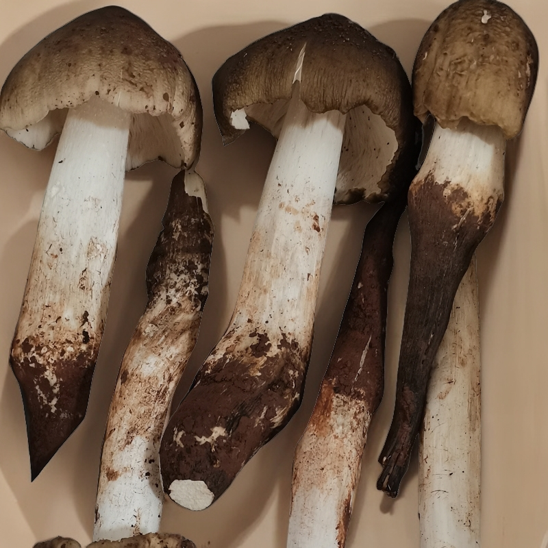 新鲜鸡枞菌/斗鸡菇/三塔菌/半开伞500g四川产地直发食用产品