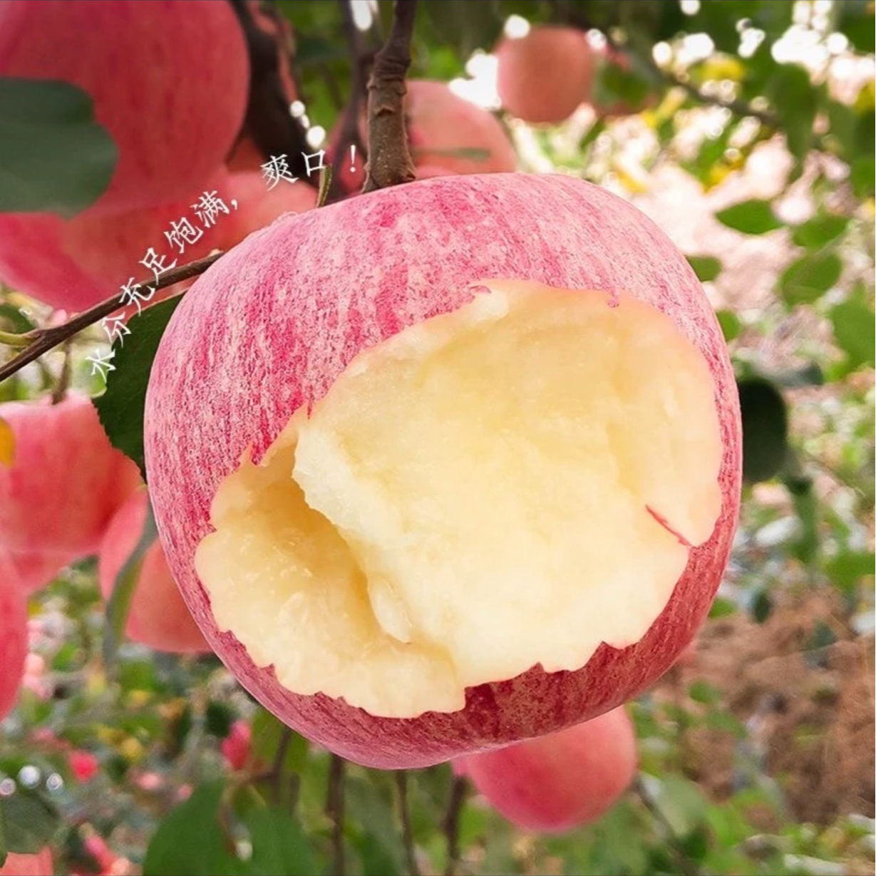 苹果好吃的大苹果