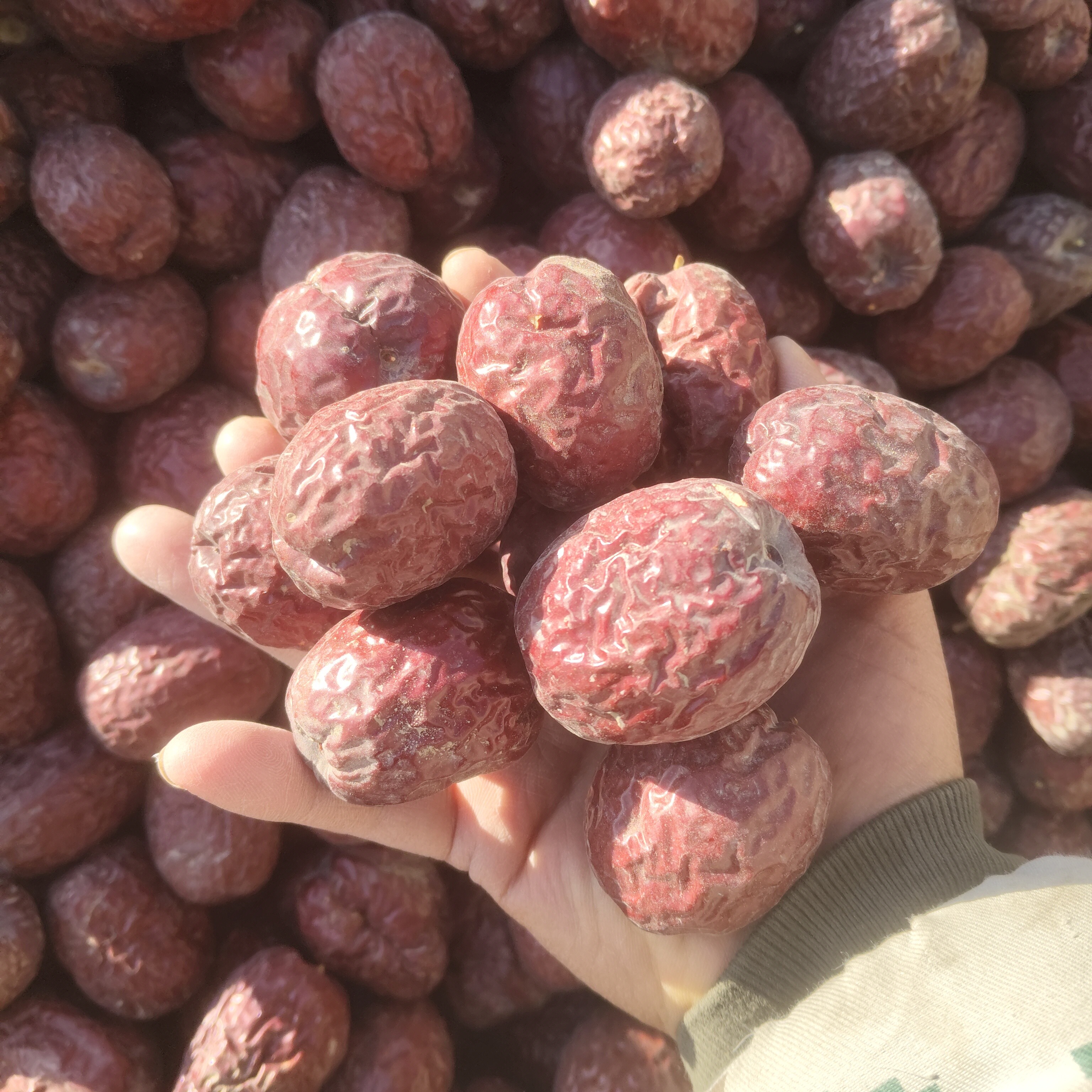 贵族枣2斤5斤原产地包邮