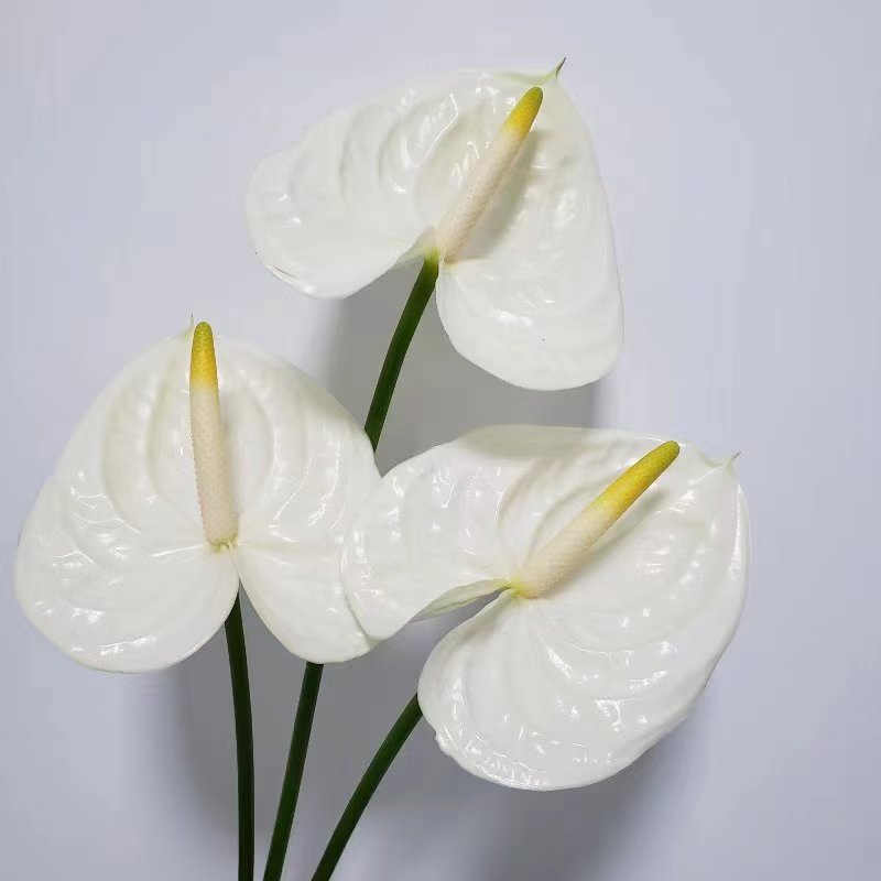【掌品无限】那一刻 鲜切红掌花卉室内植物耐放