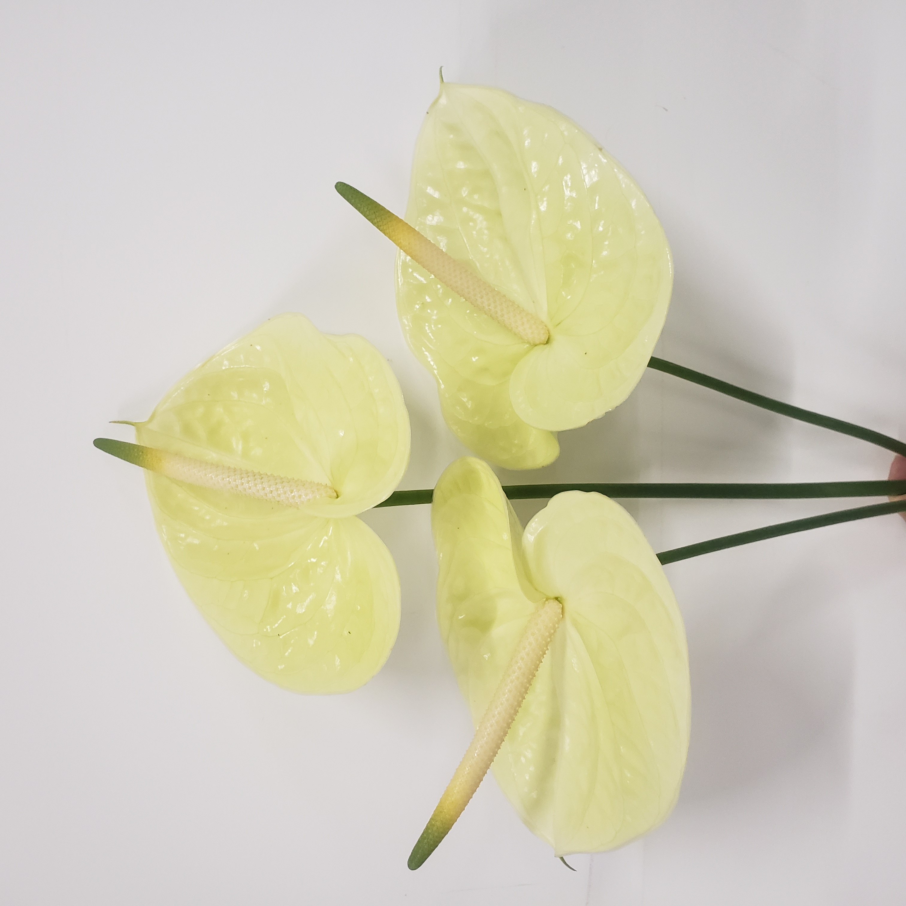 【掌品无限】玛丽西亚 高端鲜切红掌花卉花卉室内植物耐放