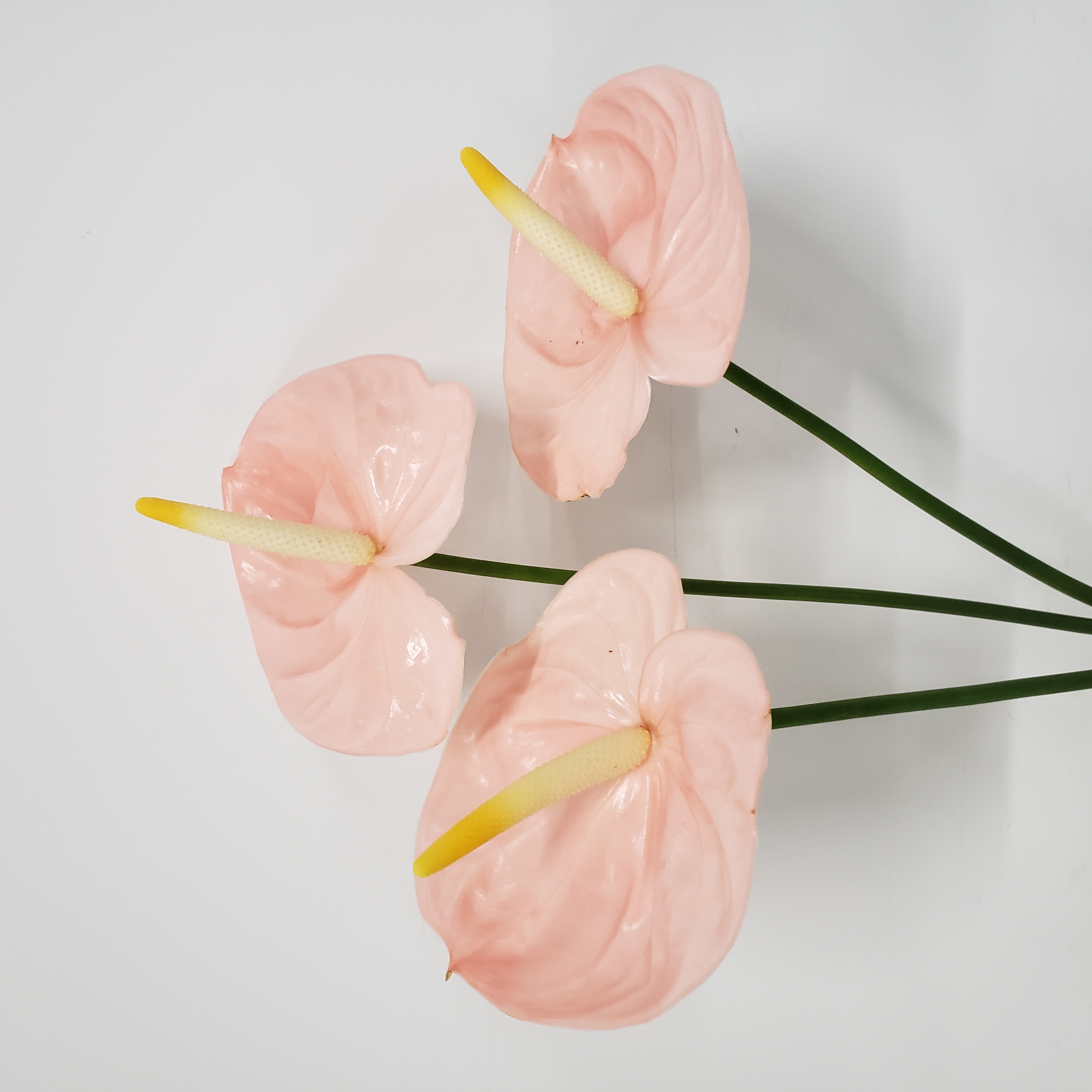 【掌品无限】法拉欧 鲜切红掌花卉室内植物耐放