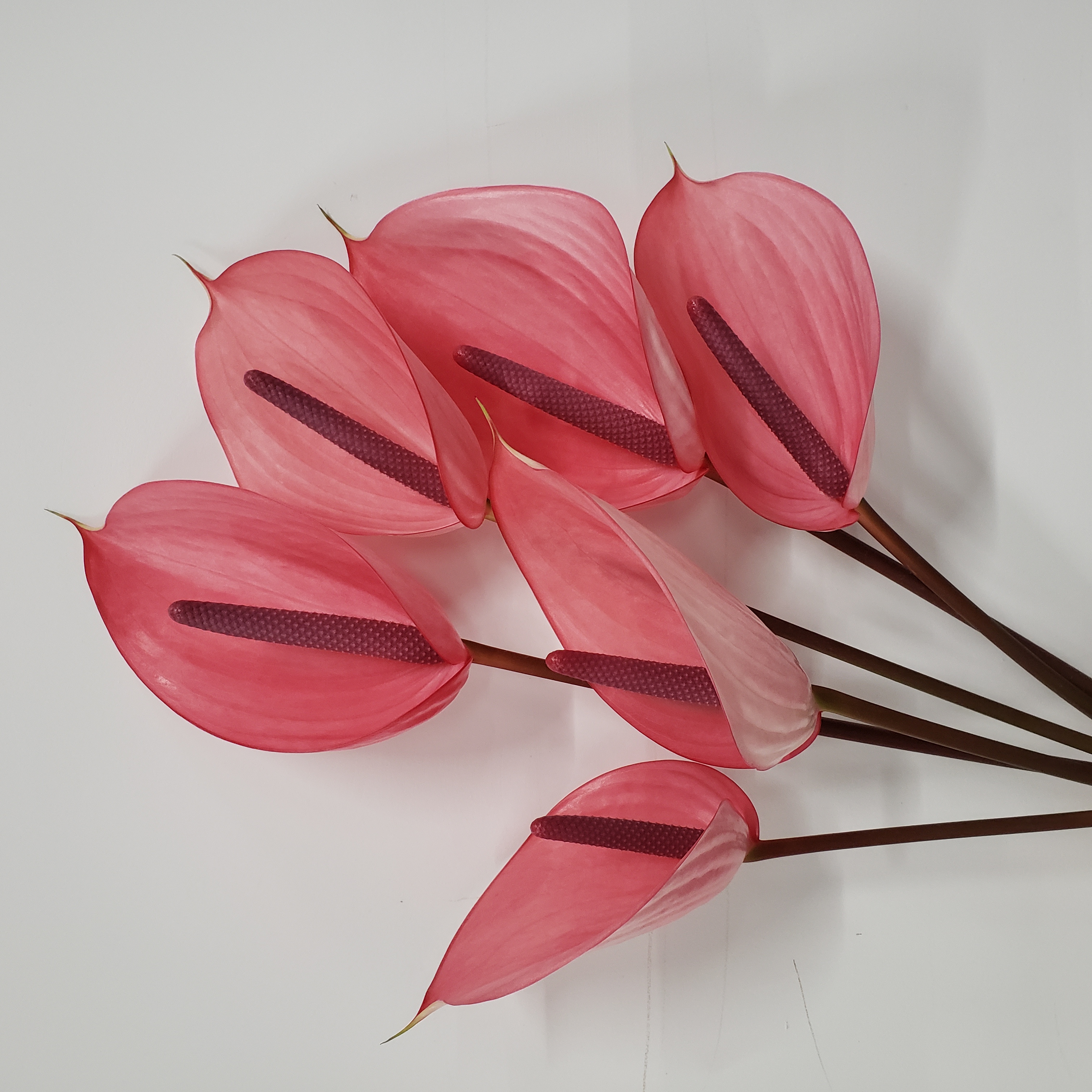 【掌品无限】萨维尔 鲜切红掌花卉室内植物耐放