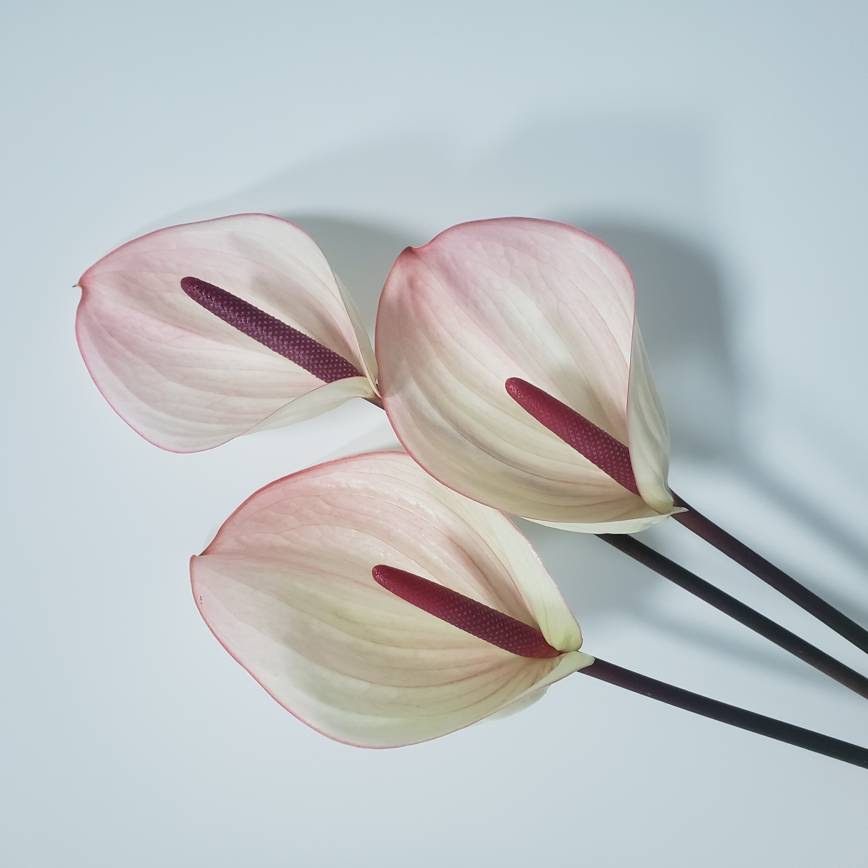 【掌品无限】福斯特 鲜切红掌花卉室内植物耐放