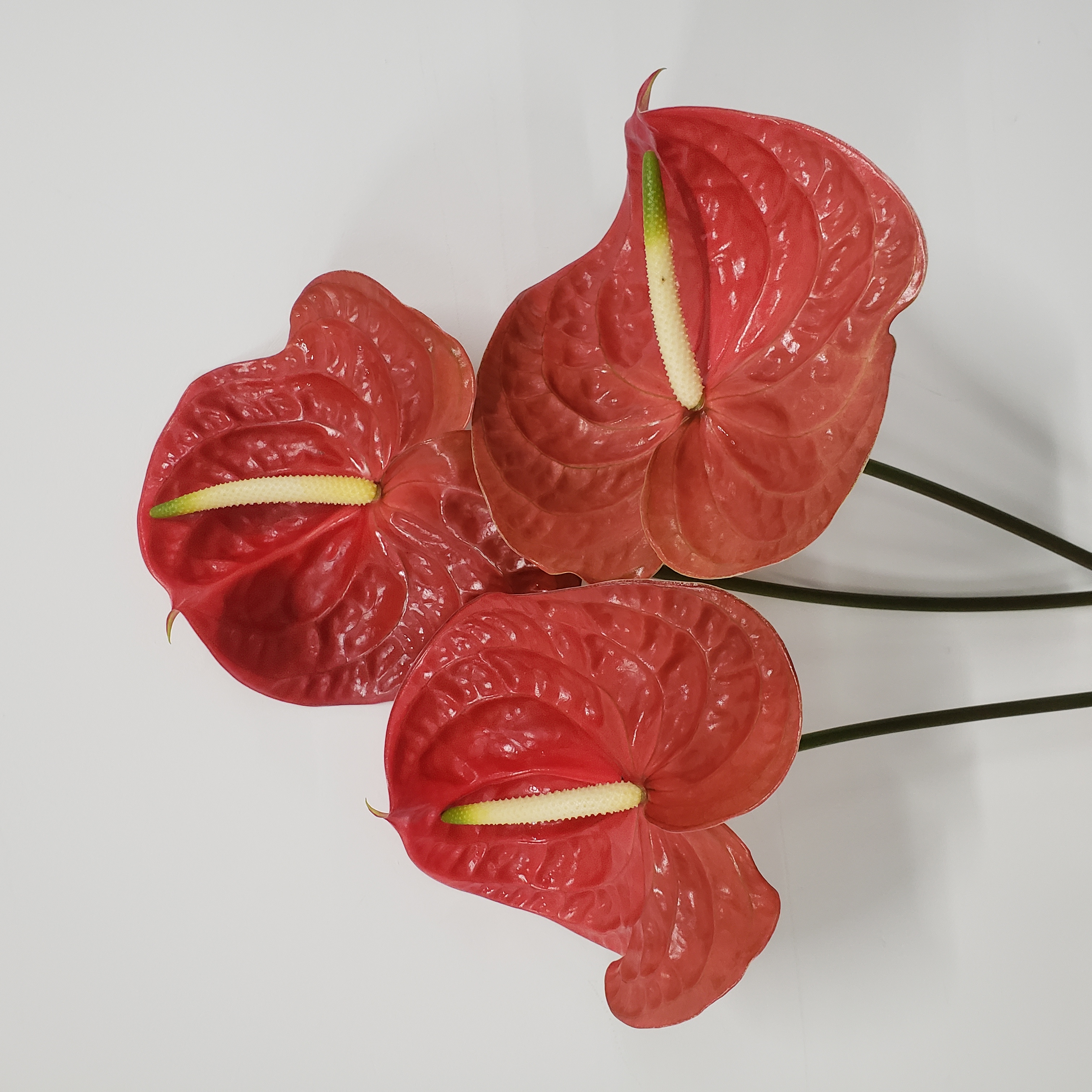 【掌品无限】卡利斯托 鲜切红掌花卉室内植物耐放
