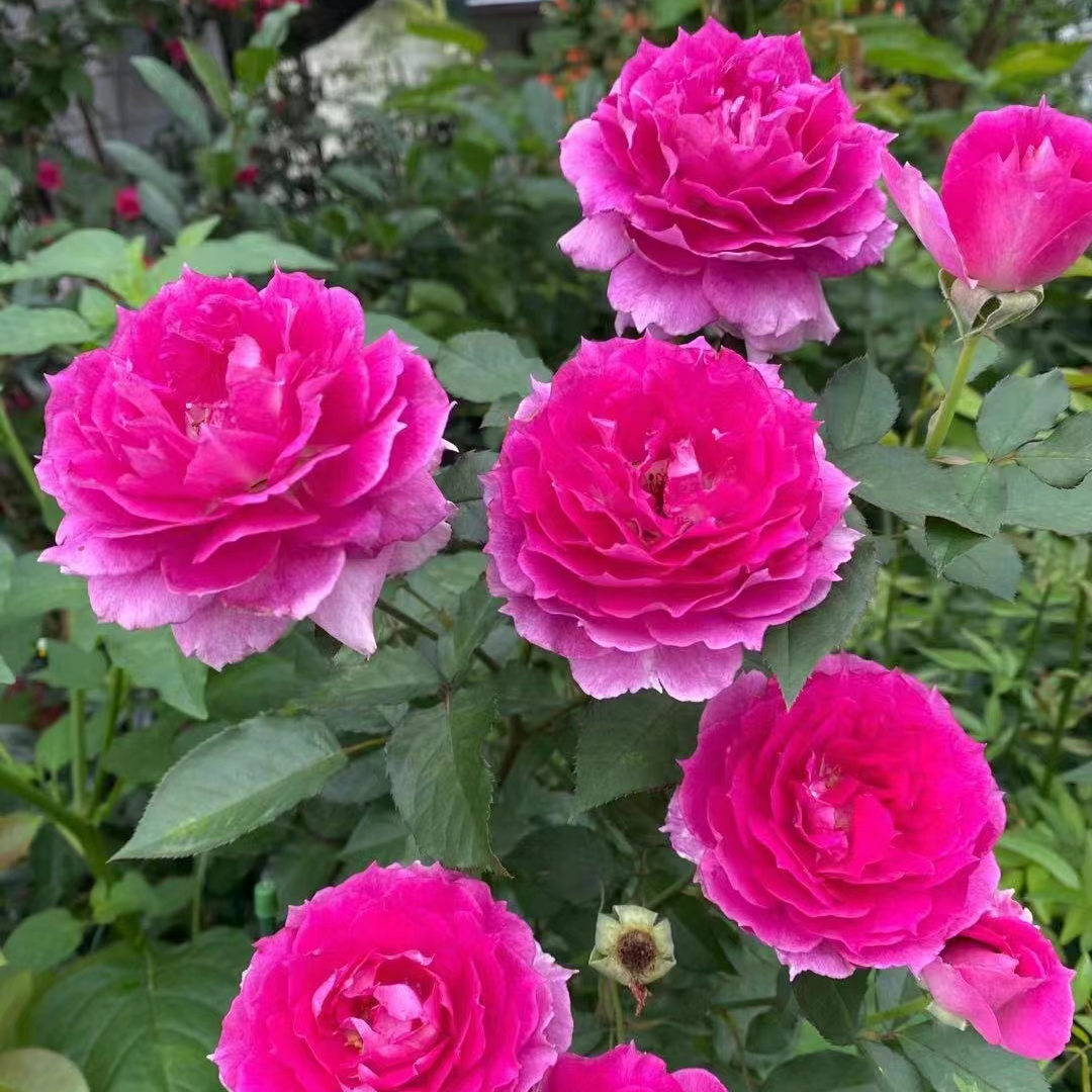 【天方夜谭】根接带盆发货月季风花勤花