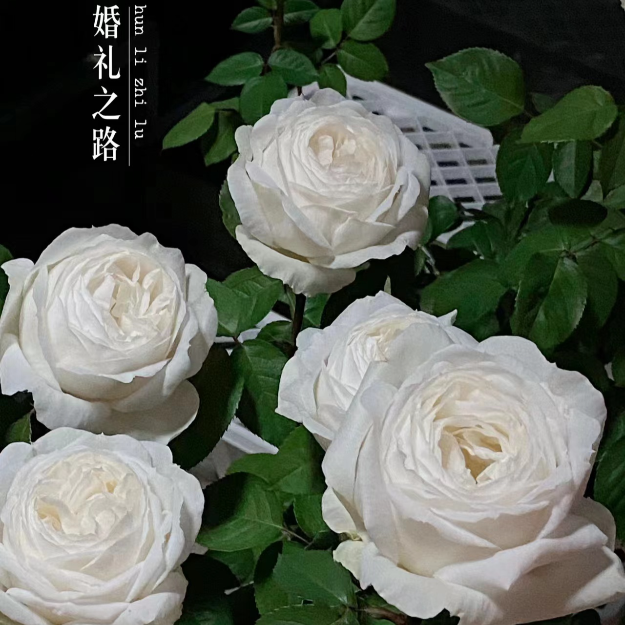 【婚礼之路】独棵苗切花丰花勤花月季