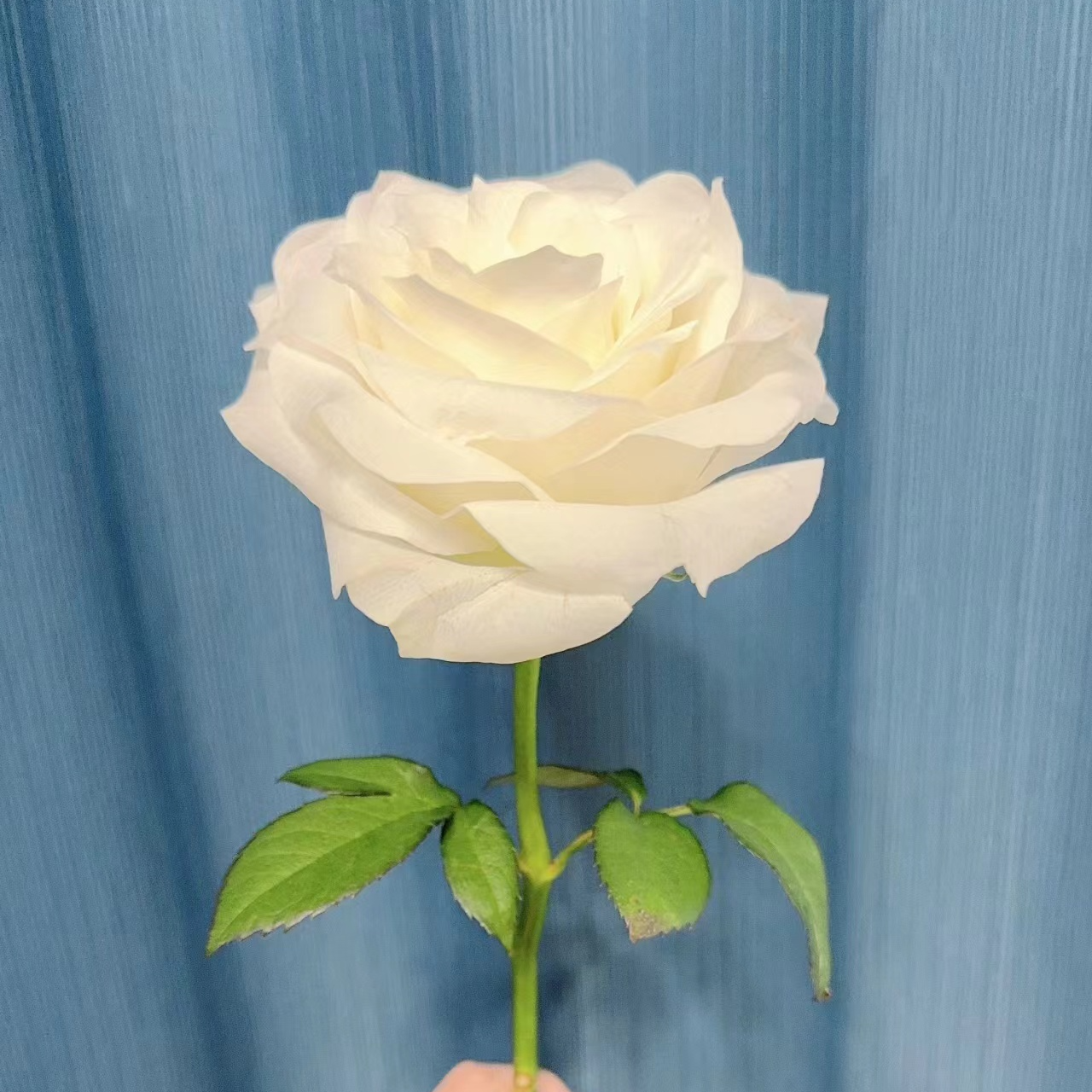 【骄傲】2加仑根接白色大花月季