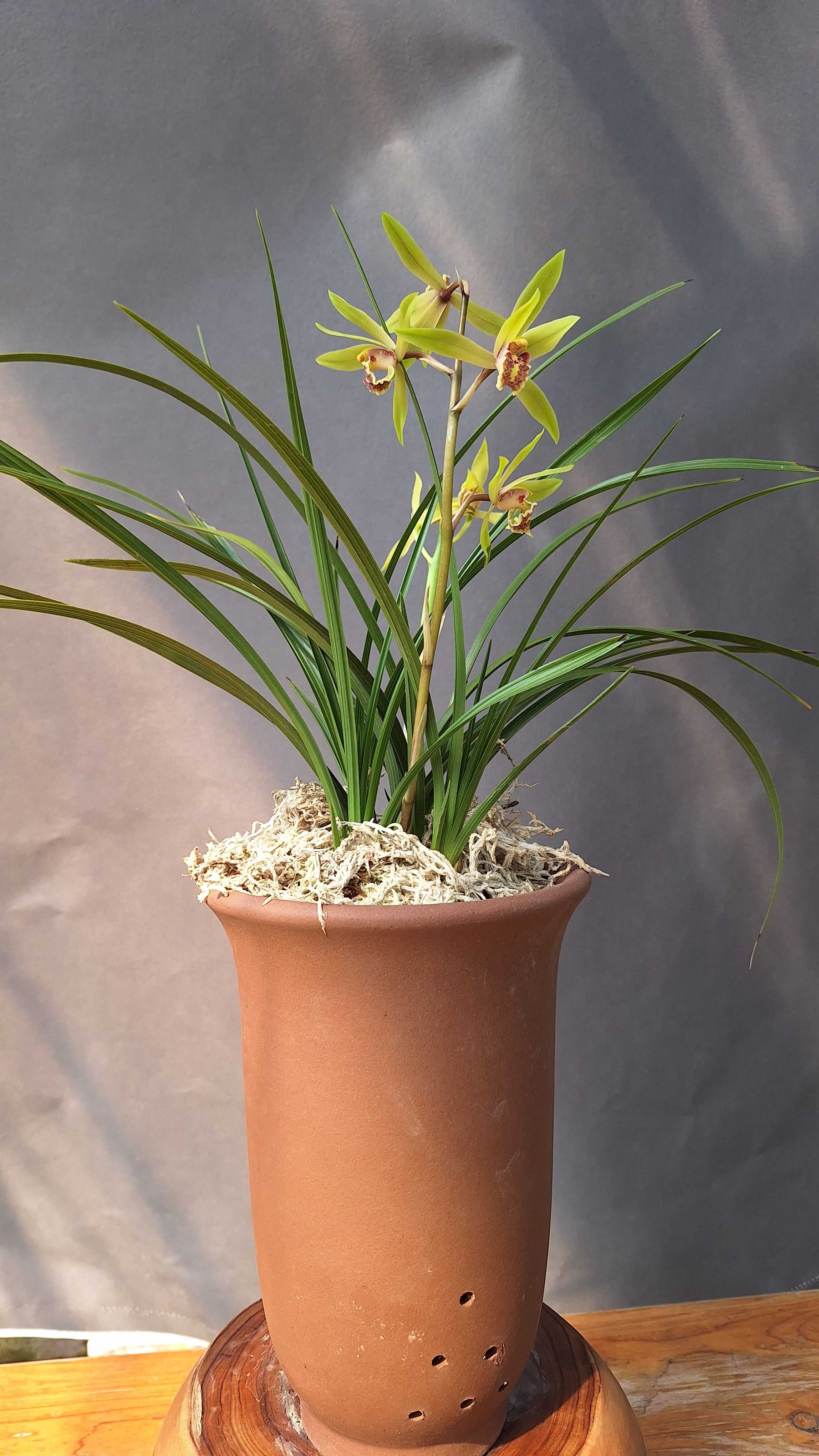 国兰兰花，春兰，惠兰一物一拍