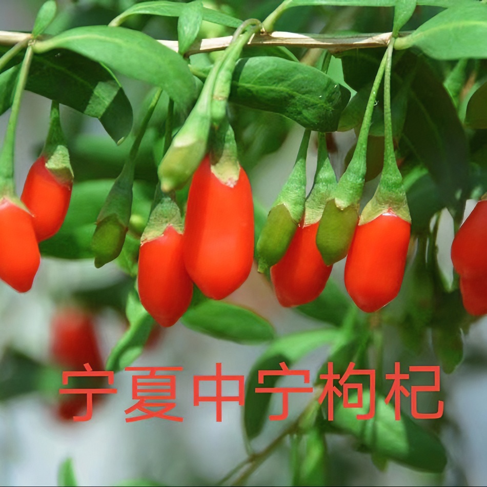 宁夏中宁枸杞子250-500克泡水食用