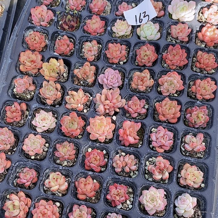 163 多肉植物组合盆栽花卉