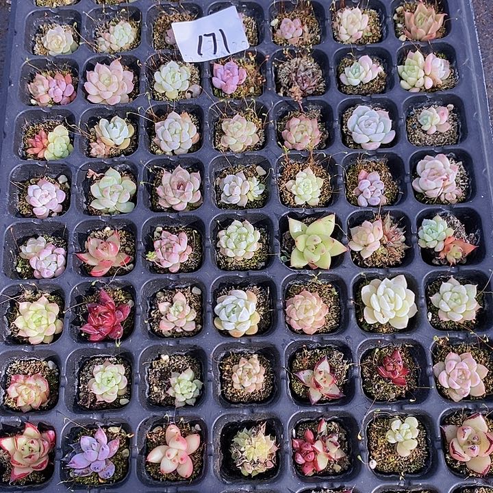 171 多肉植物组合盆栽花卉