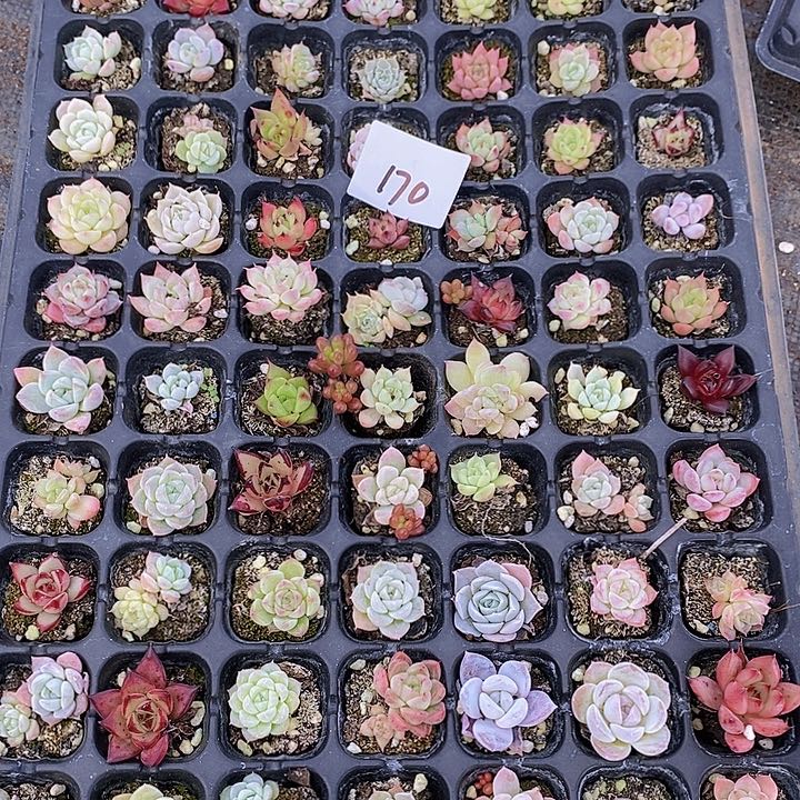 170 多肉植物组合盆栽花卉