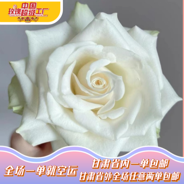 【中国玫瑰超级工厂自产】A+骄傲单头玫瑰10支【50-60cm】