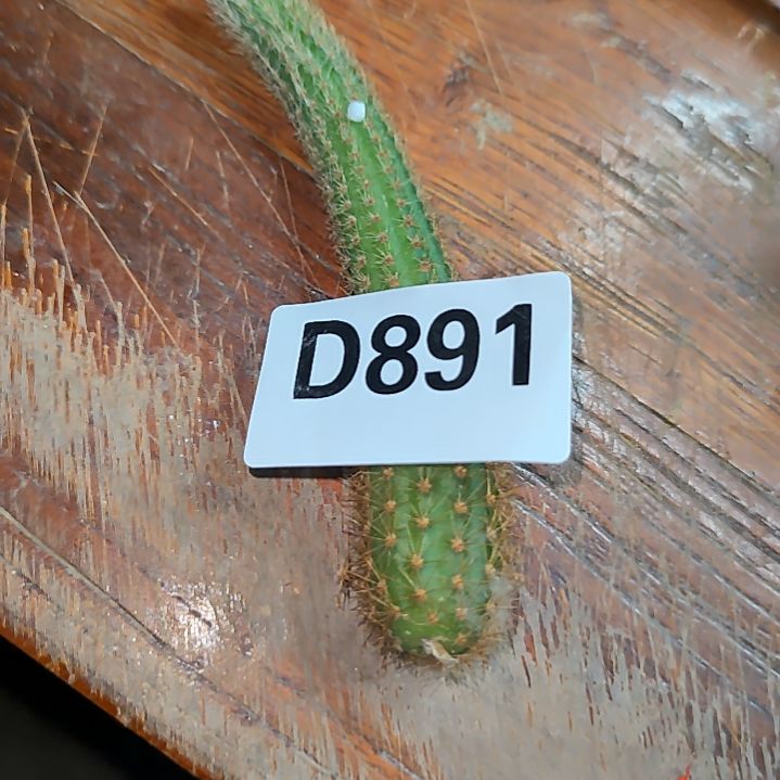 雨*双色金妞枝条891