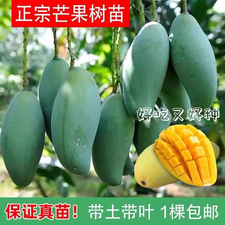芒果树苗正宗嫁接桂七贵妃芒四季芒金煌芒果苗树矮化盆栽南方结果