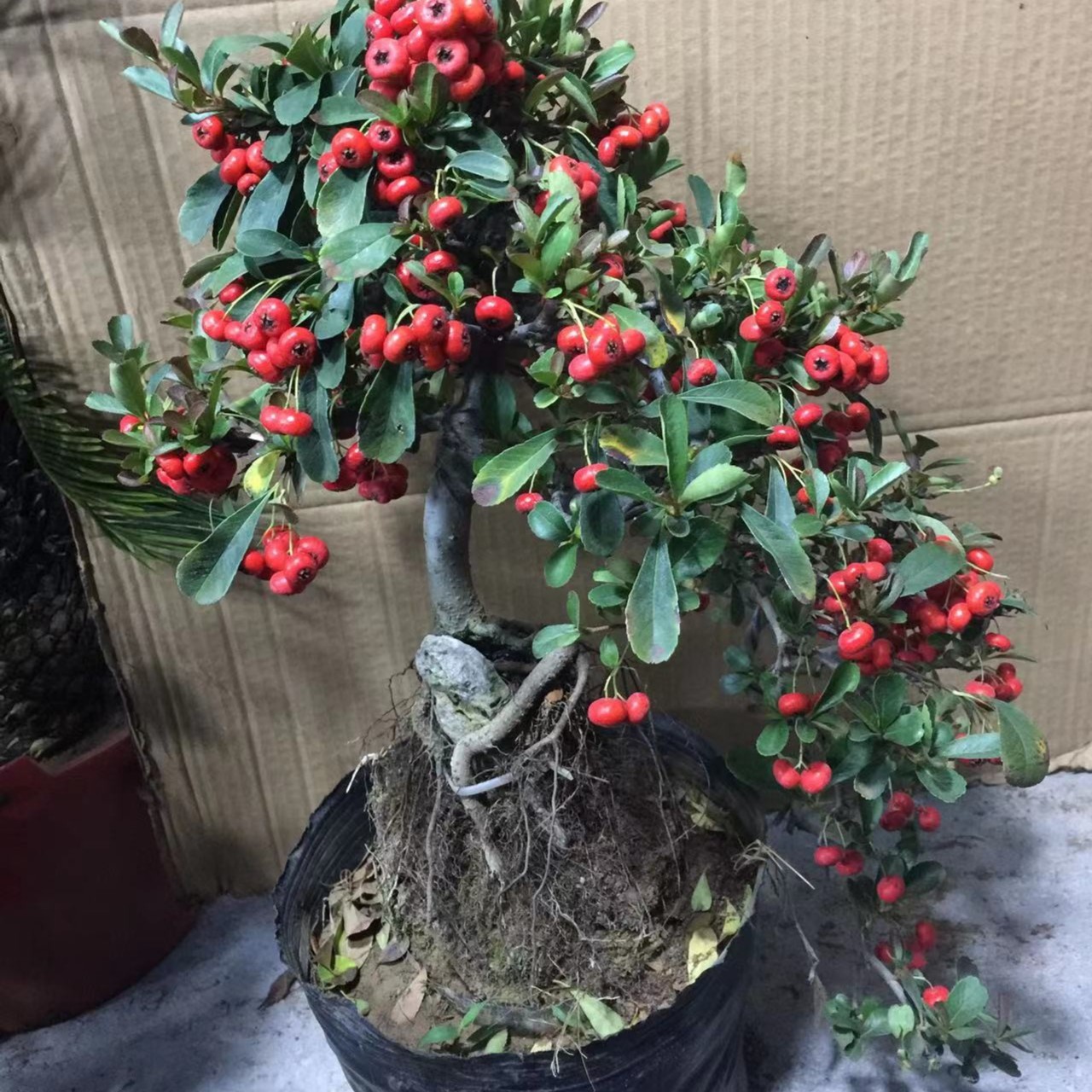 火棘多年生老桩挂果期5月份到来年3月份