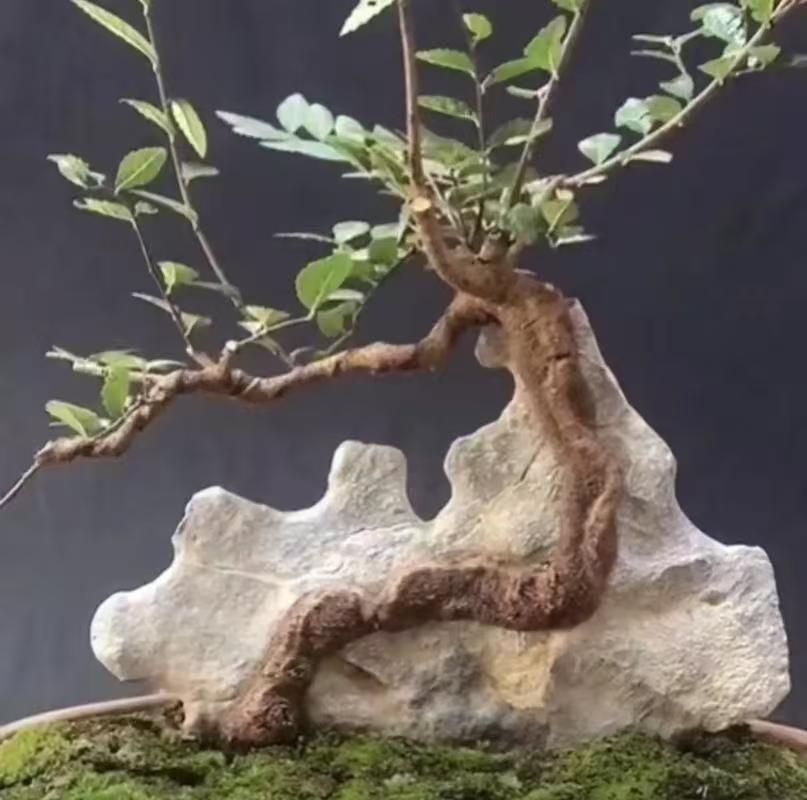 附石盆景，一物一拍黄栌树观赏附石盆景专用