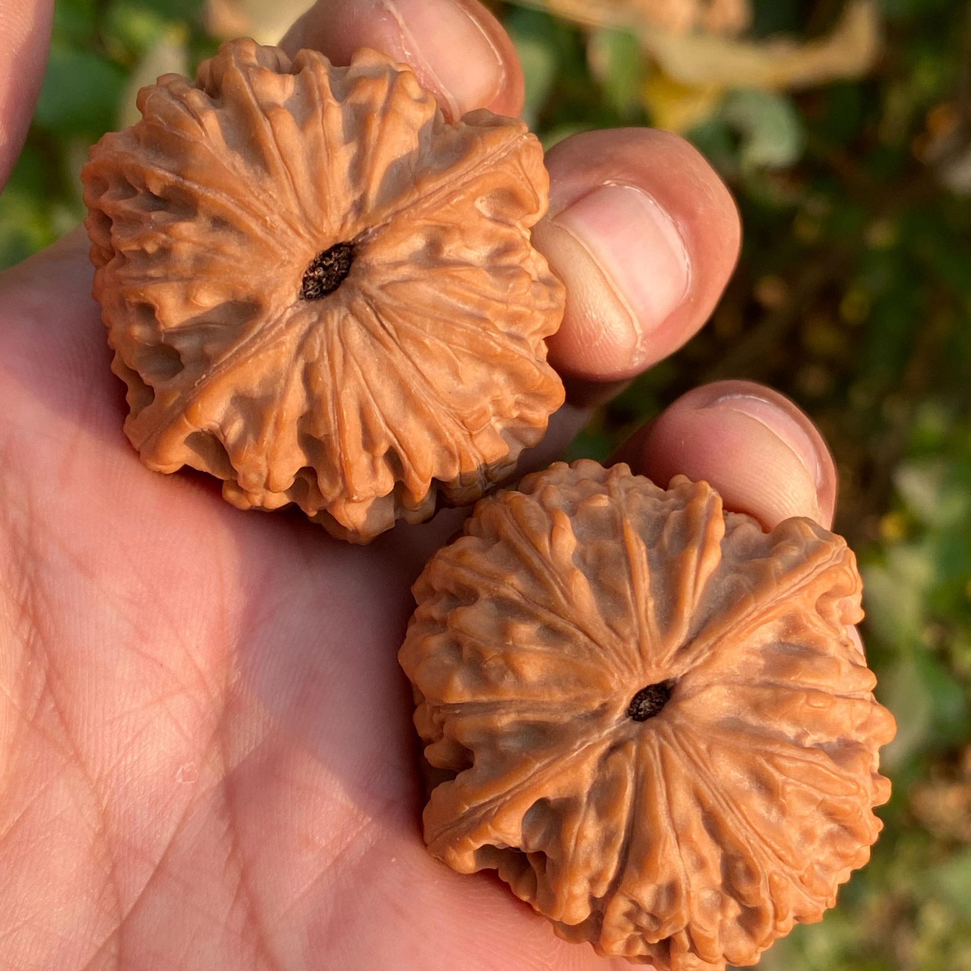 精品龙眼元宝狮子头文玩核桃