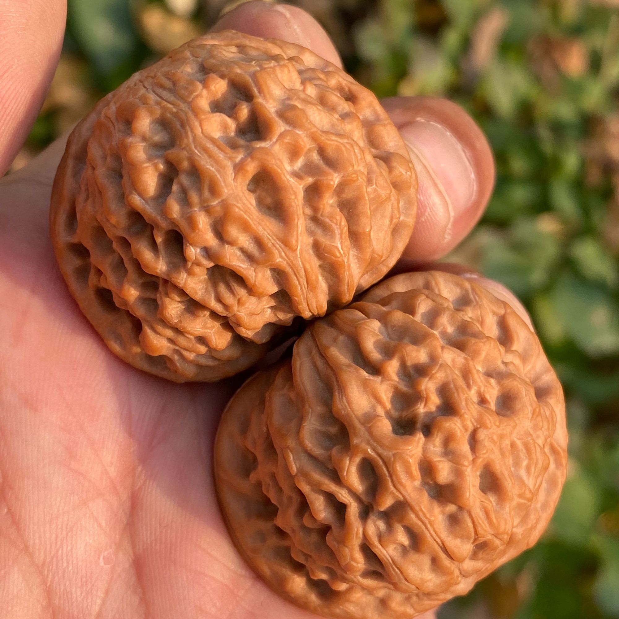 精品龙眼元宝狮子头文玩核桃