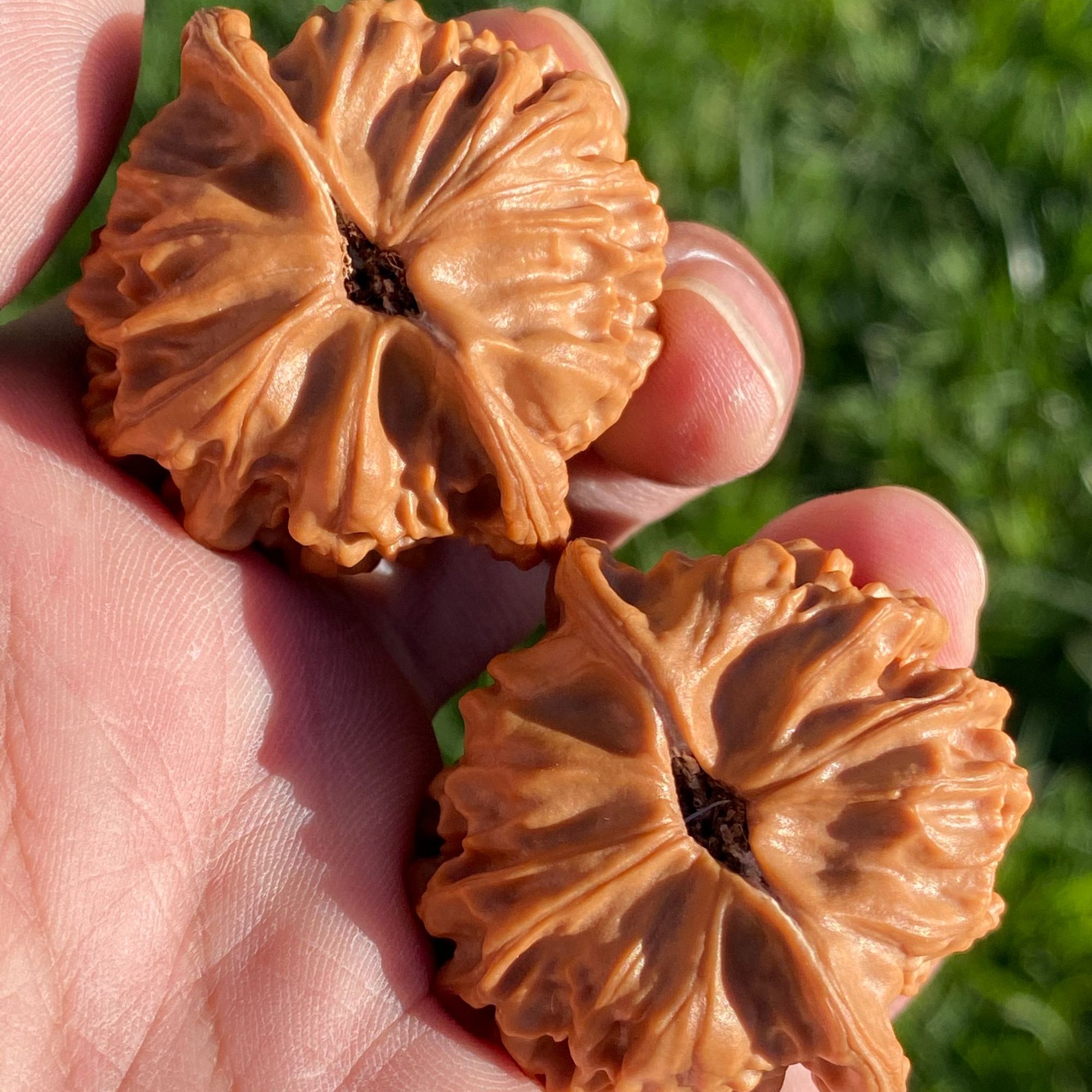 精品一代天地狮子头文玩核桃