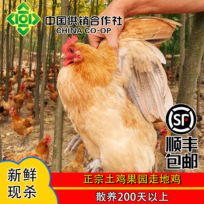 【新鲜现杀】正宗土鸡果园走地鸡农家五谷杂粮散养220天起2kg~2.2kg