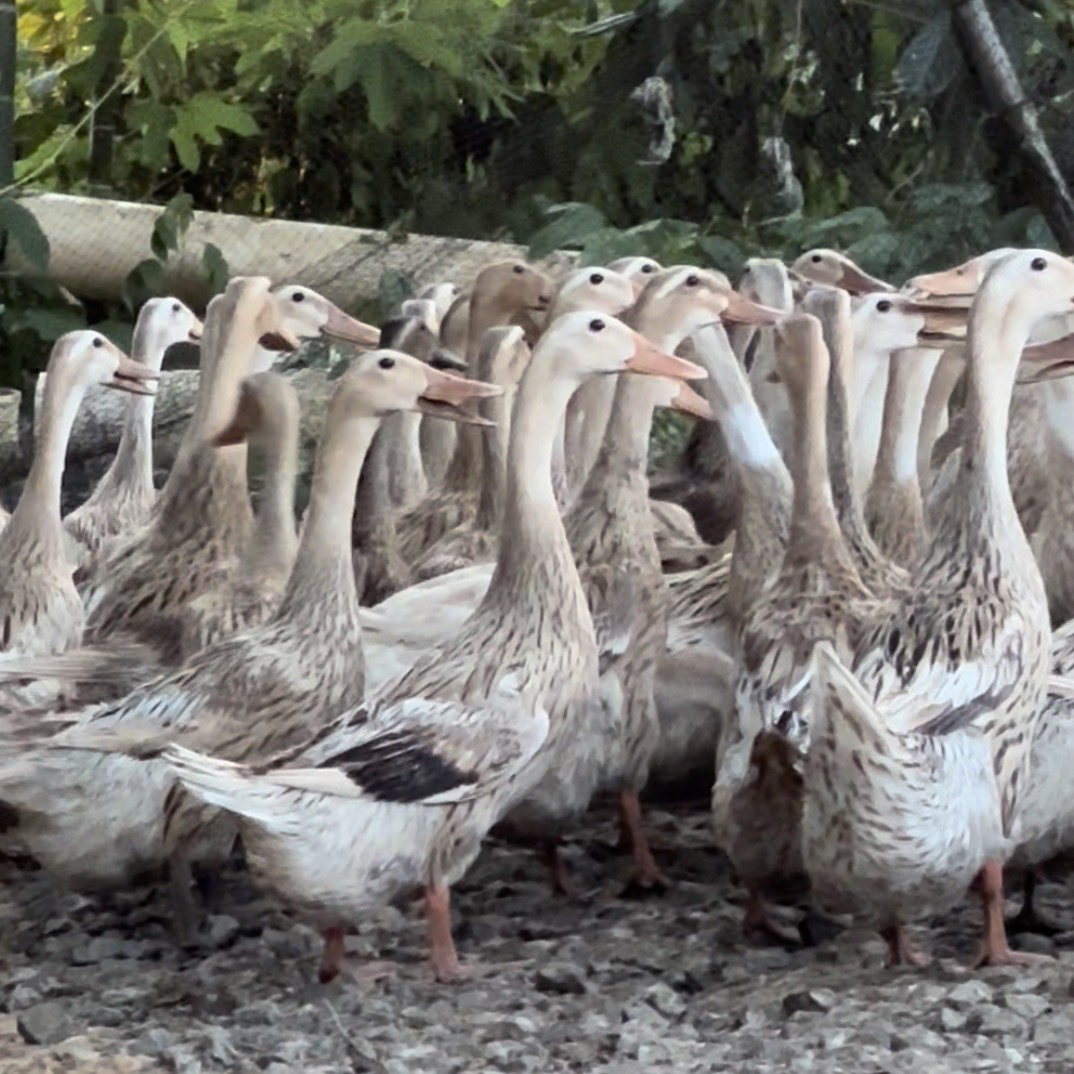 【水鸭】江西散养水鸭整只新鲜现处理顺丰包邮