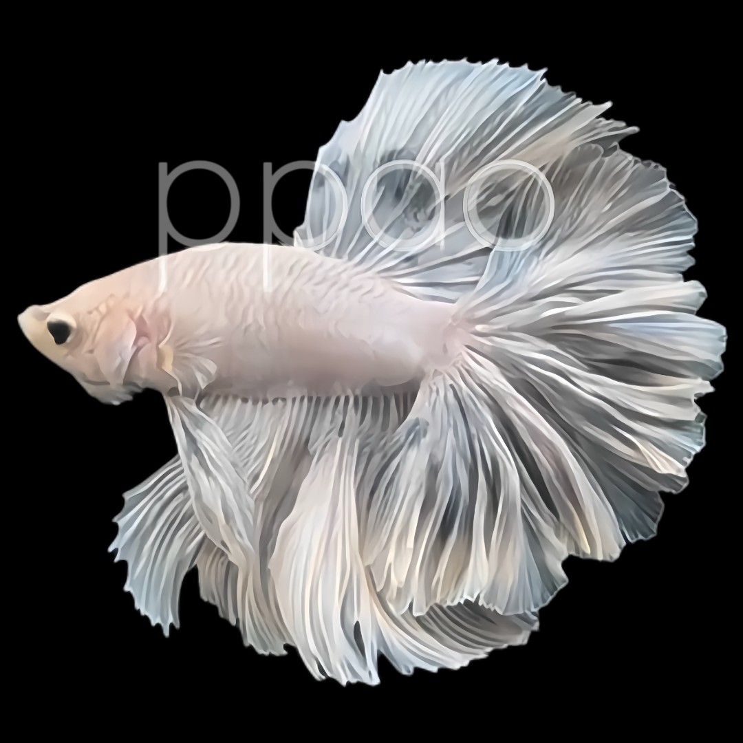 81-160号泰国斗鱼活体小型观赏婚纱仙仙鱼精品半月超厚褶皱尾将军