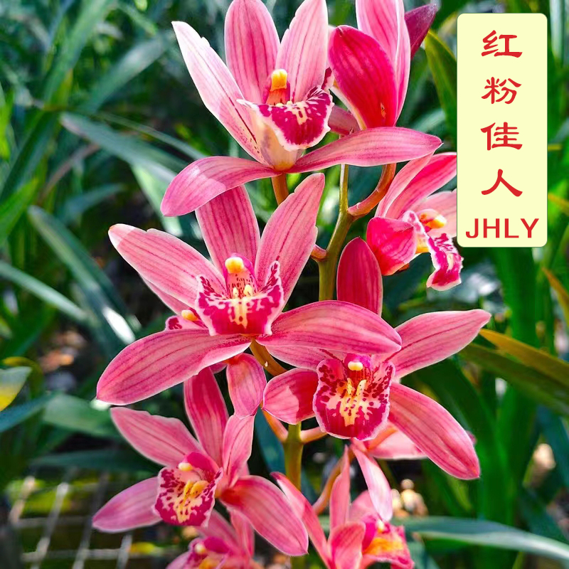 带花剑-红粉佳人 粉红色艳丽大串年宵花 一串花8至13朵