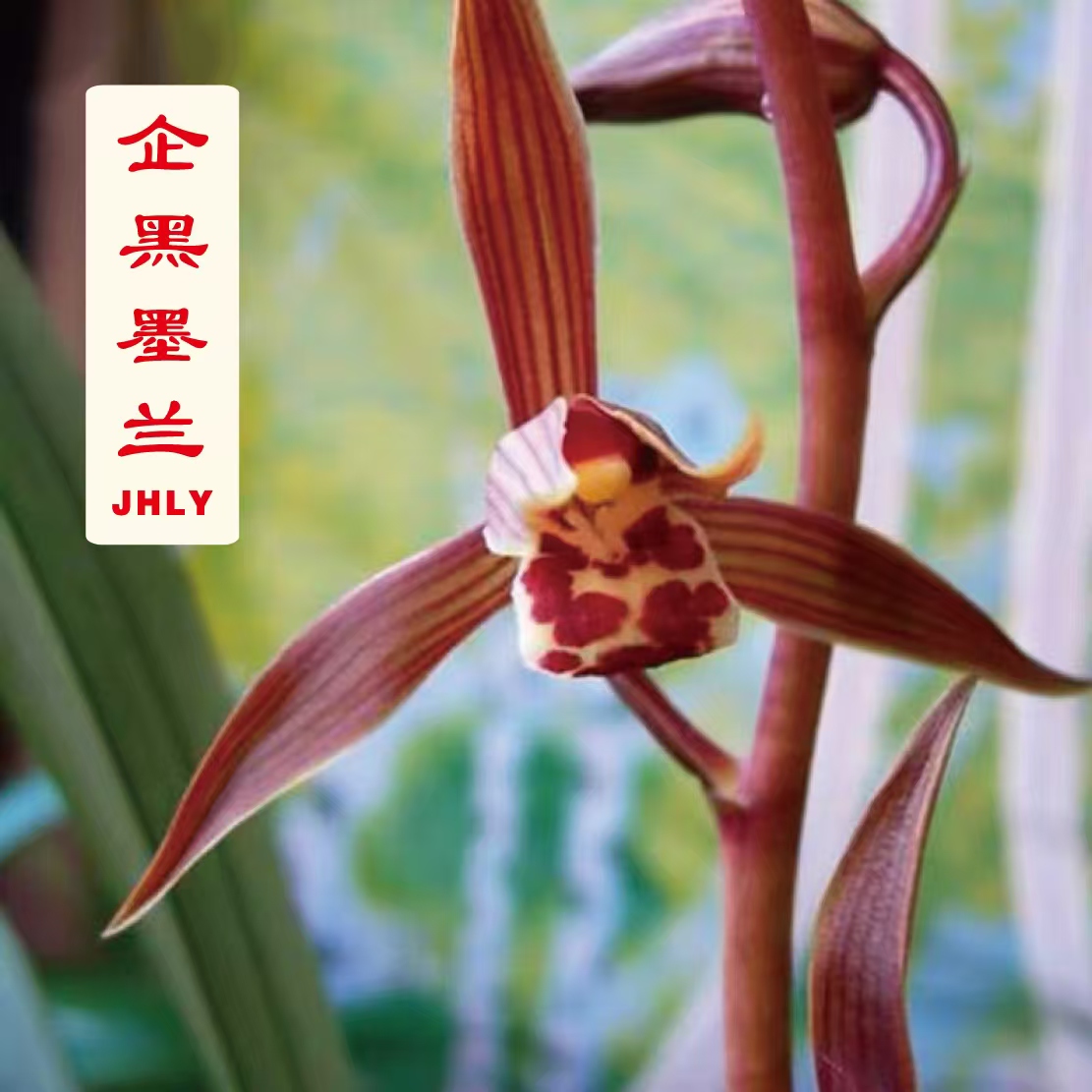 带花剑-墨兰企黑原盆原土连体8苗 【墨兰经典】[叶片油绿皮实好养]