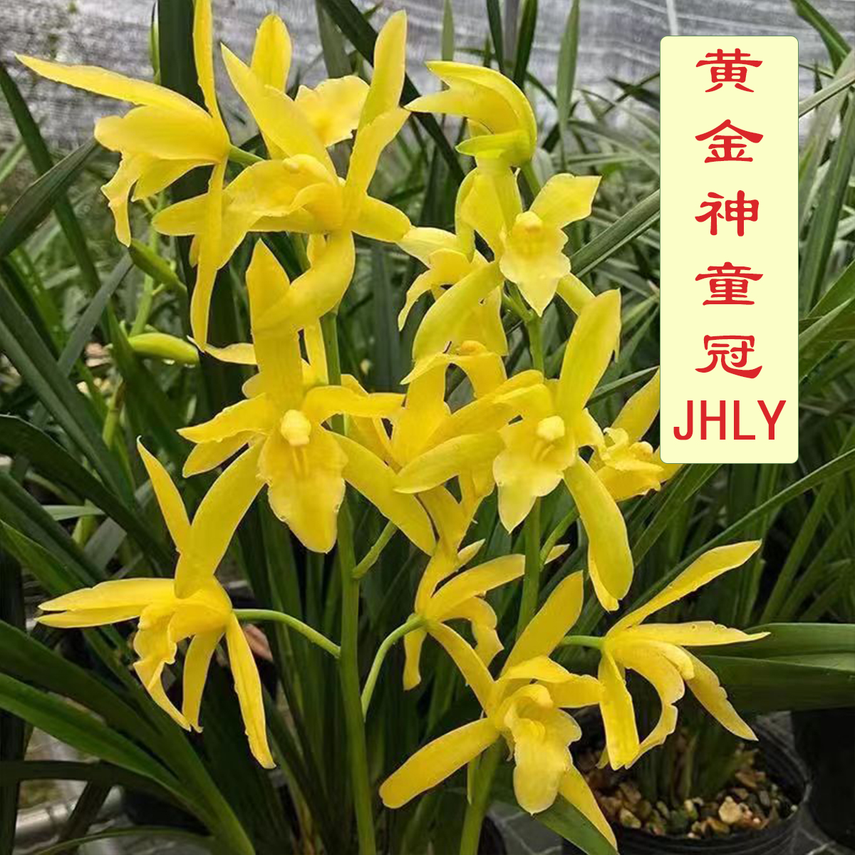 带花剑-黄金神童冠 金黄色大花 花香浓郁 一串花8-13朵 叶带冠艺