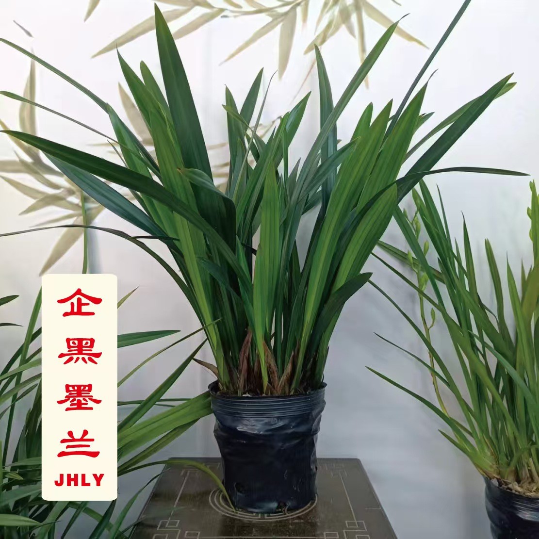 带花剑-墨兰企黑原盆原土连体17cm种植袋 15-17苗【墨兰经典】 